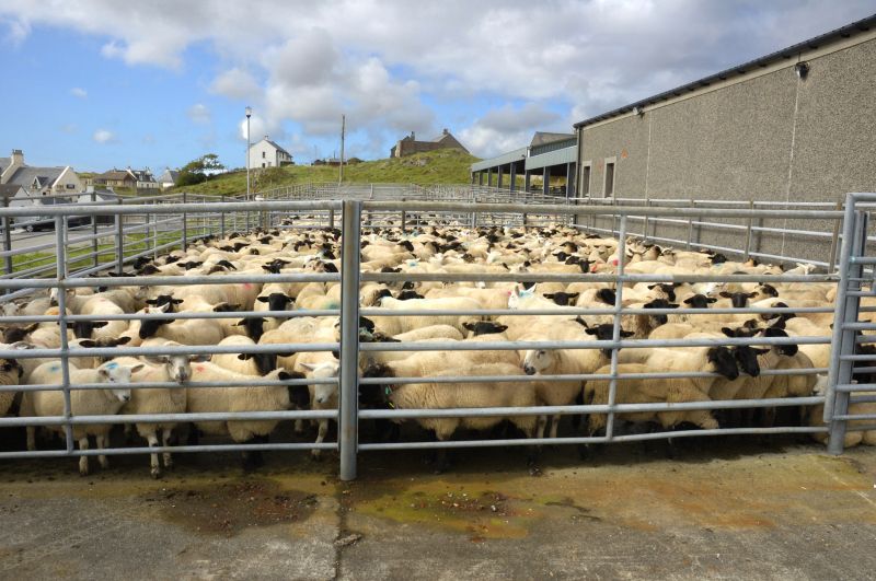 Livestock Fencing Service